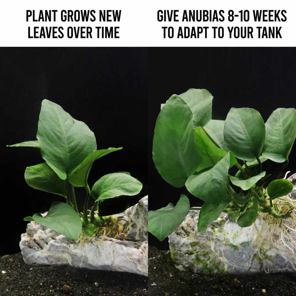 Anubias Barteri - Image 3