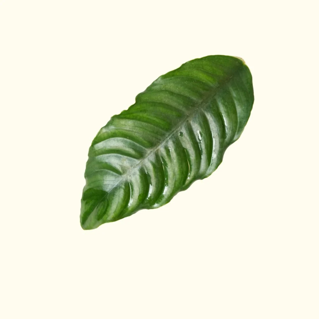 Anubias Coffeefolia - Image 3