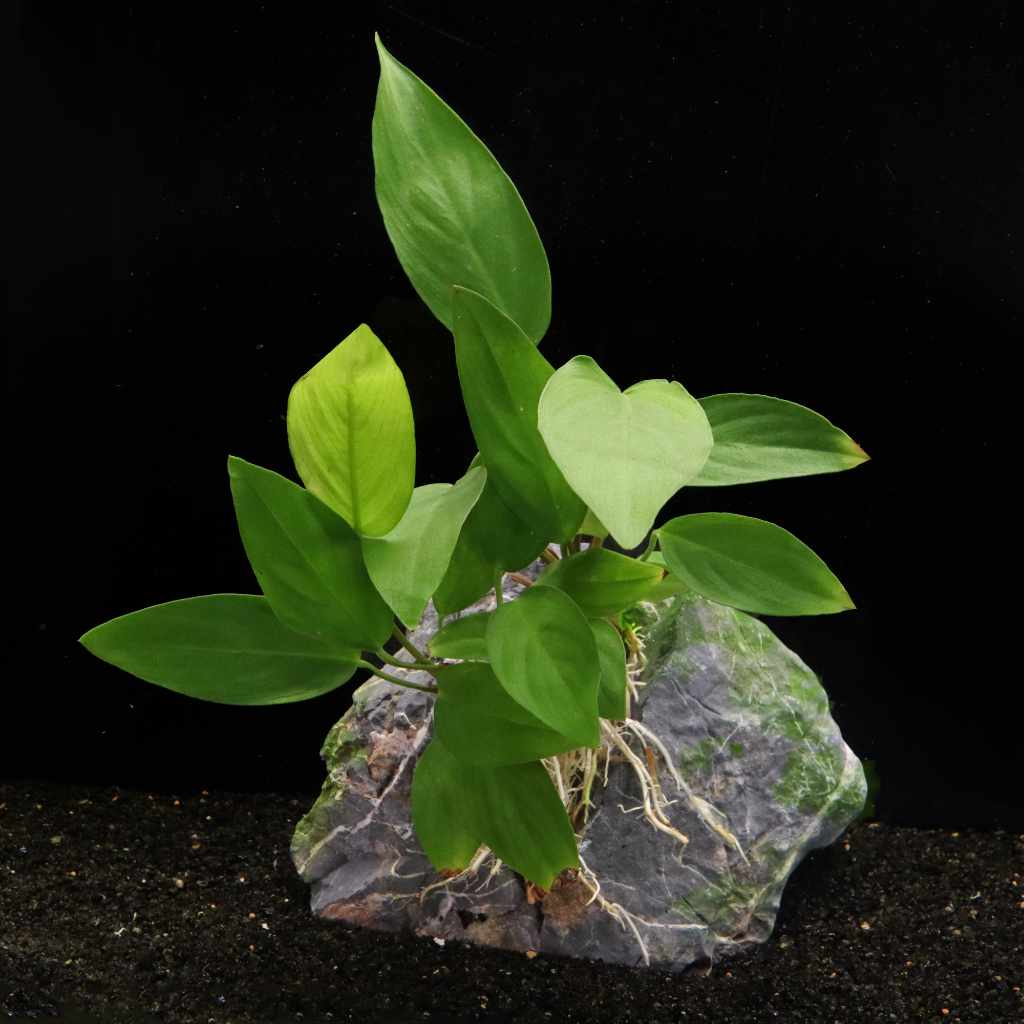 Anubias Hastifolia - Image 2