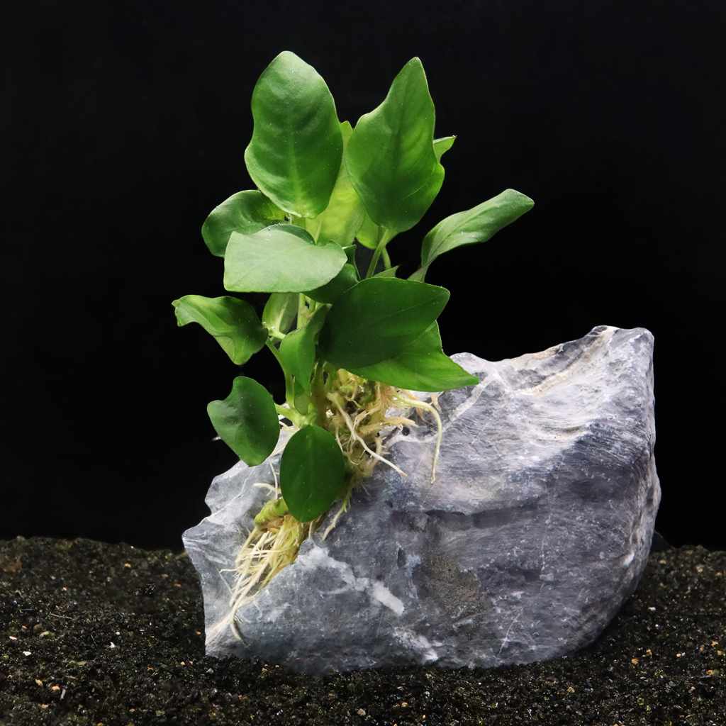 Anubias Nana - Image 2