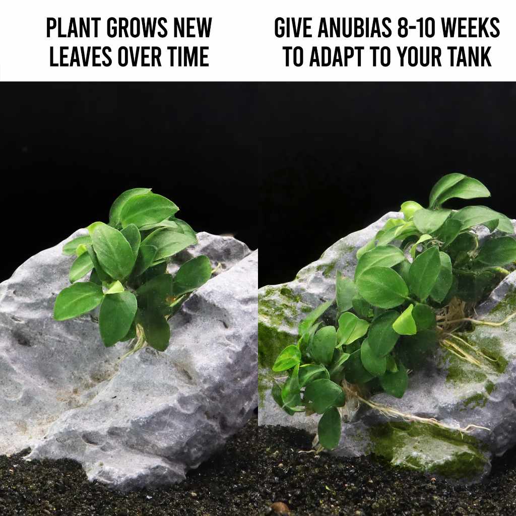Anubias Nana Petite - Image 3