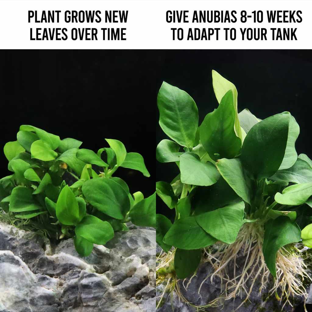 Anubias Barteri Nana Tissue Culture - Image 3