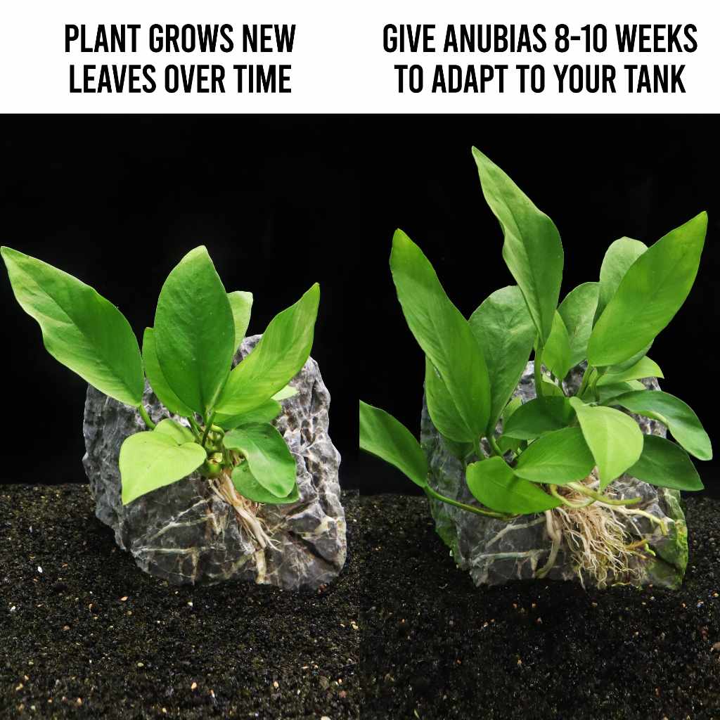 Anubias Nangi - Image 3