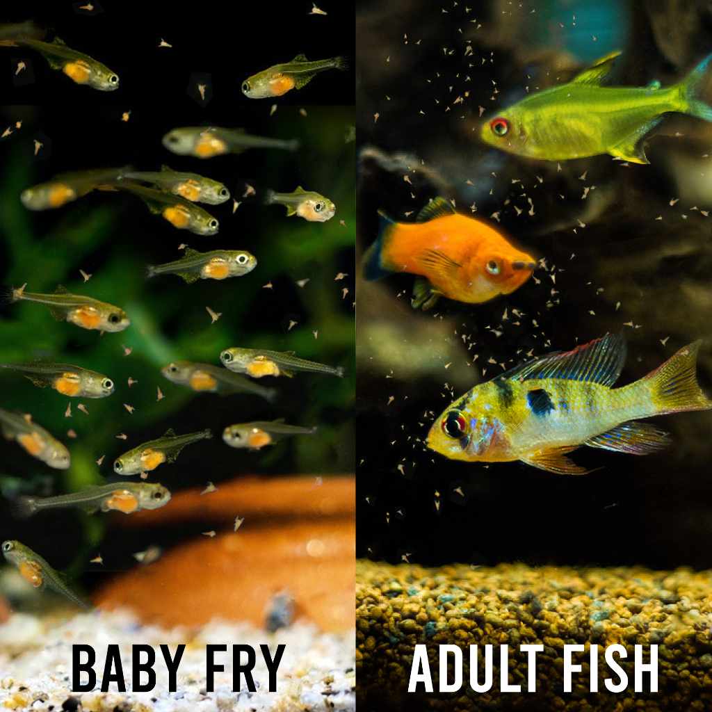 Aquarium Co-Op Brine Shrimp Eggs - Image 3