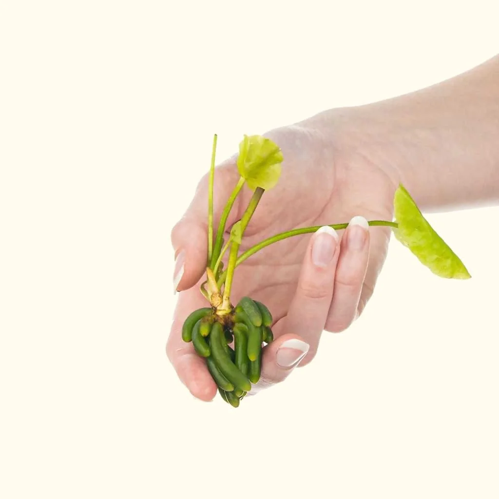 Banana Plant - Image 3