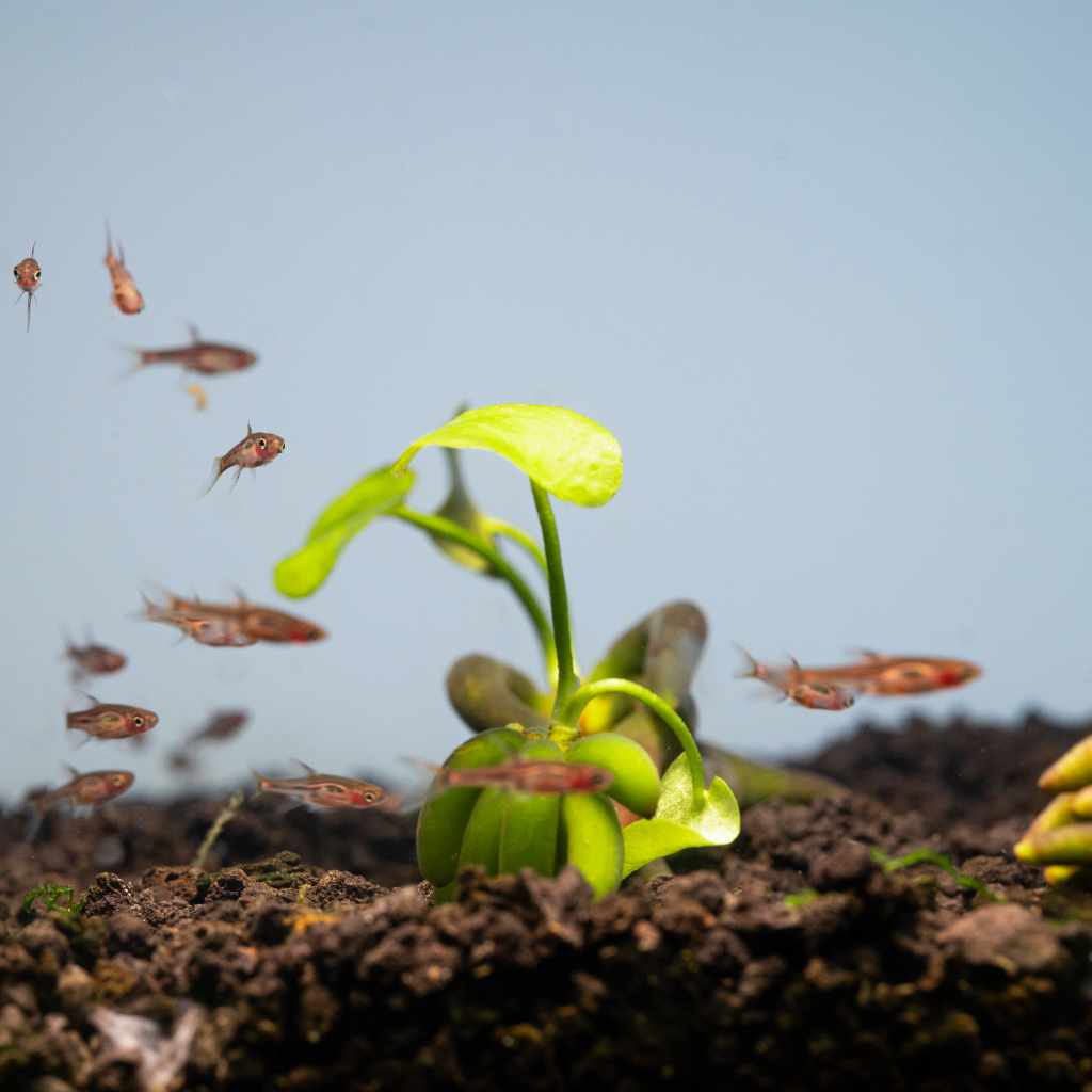 Banana Plant - Image 5