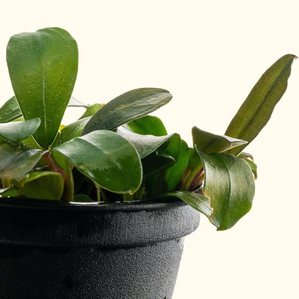 Bucephalandra Black Pearl - Image 5