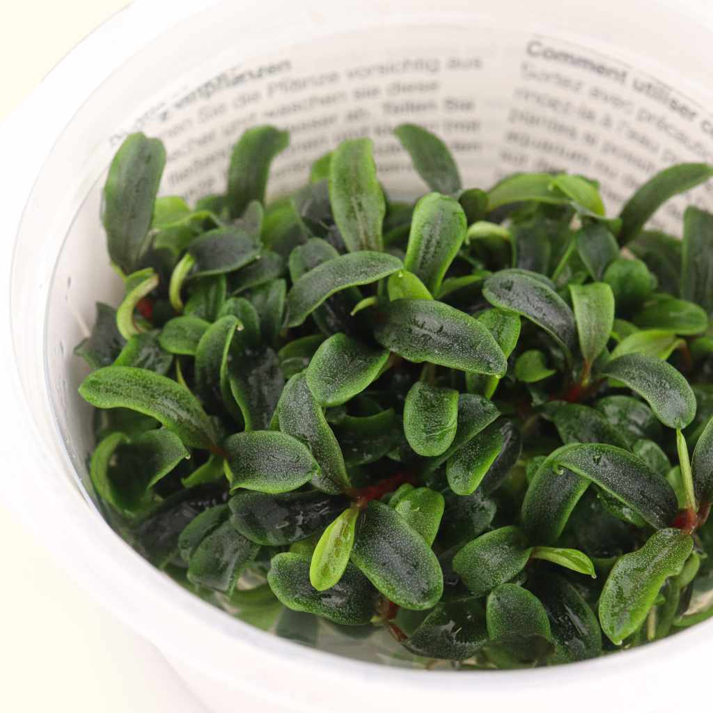 Bucephalandra Needle Leaf Tissue Culture - Image 4