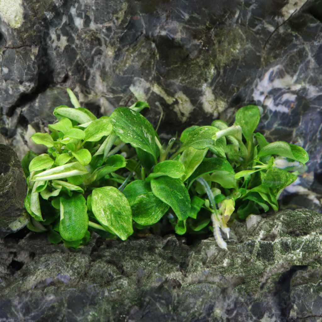 Bucephalandra Pygmaea 'Bukit Kelam' Tissue Culture - Image 4