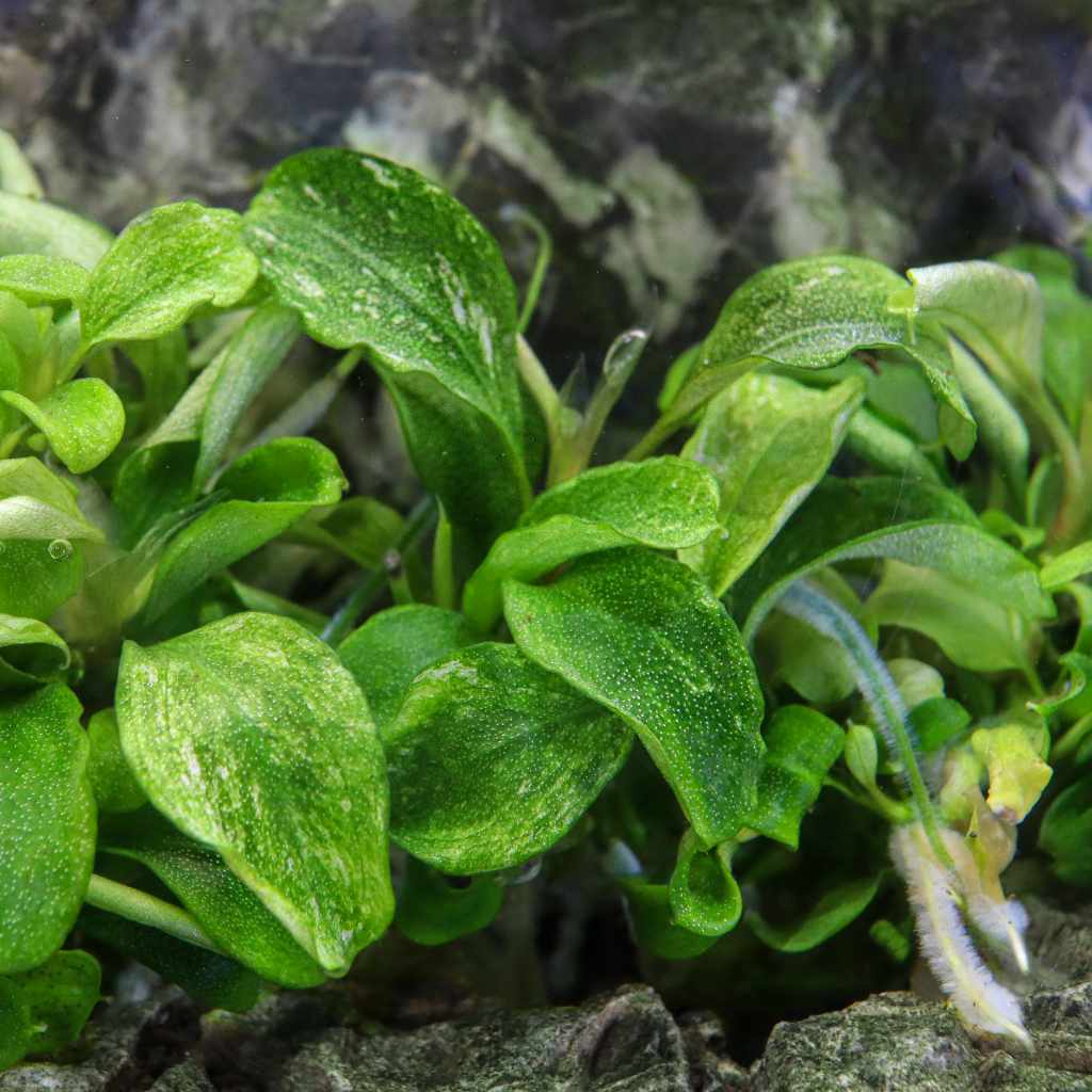 Bucephalandra Pygmaea 'Bukit Kelam' Tissue Culture - Image 5
