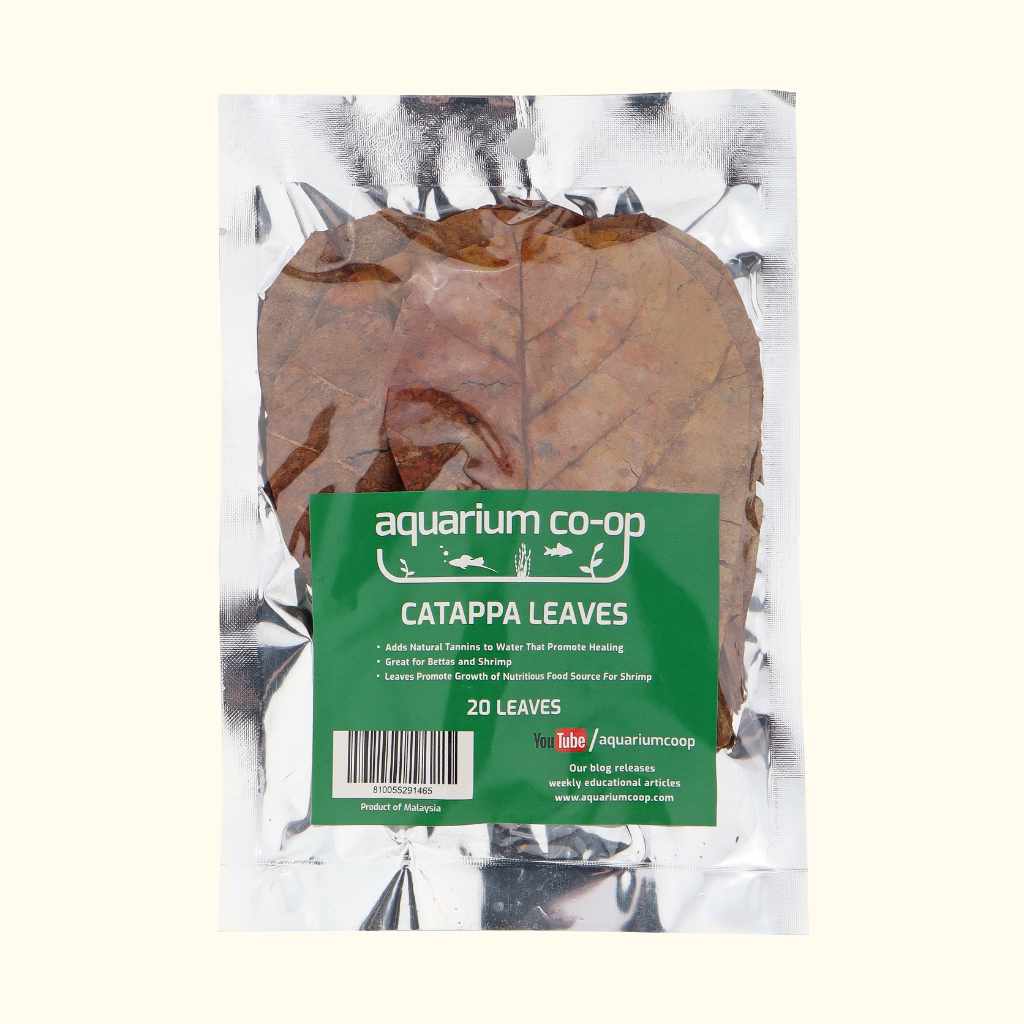 20 Catappa Leaves - Image 4