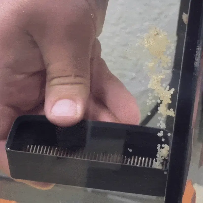 Corydoras Egg Collector - Image 3