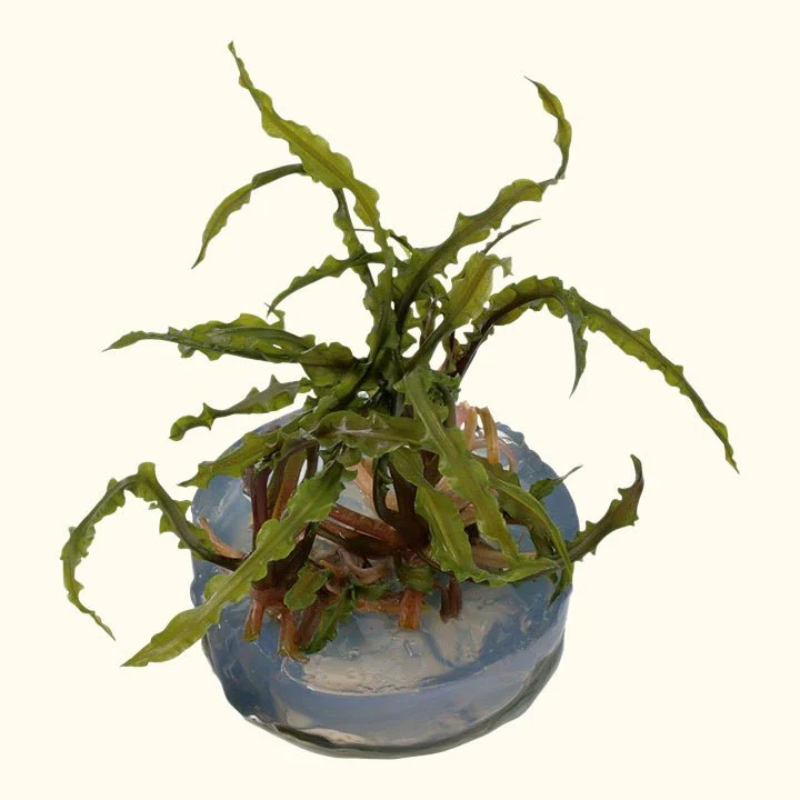 Cryptocoryne crispatula Tissue Culture - Image 2