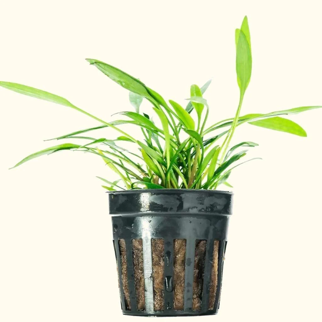 Cryptocoryne Lucens