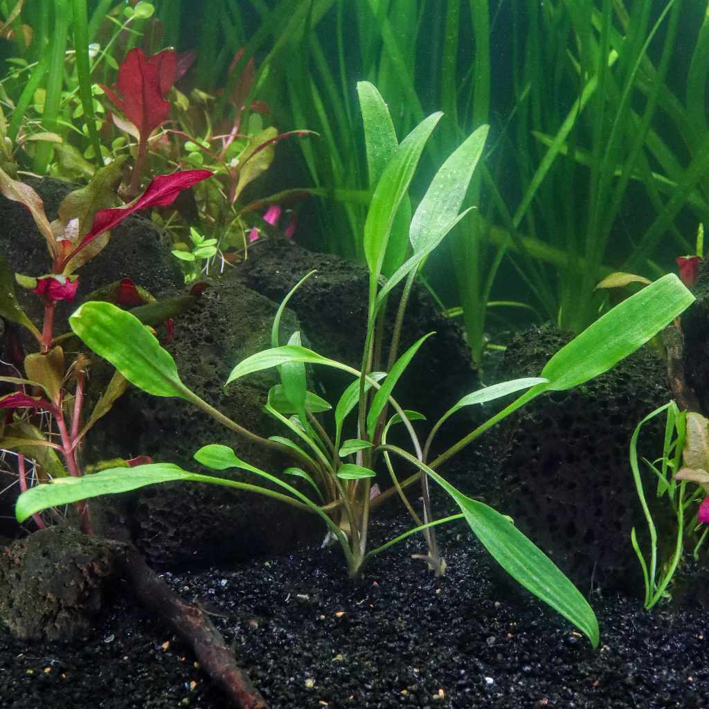 Cryptocoryne Lucens - Image 2