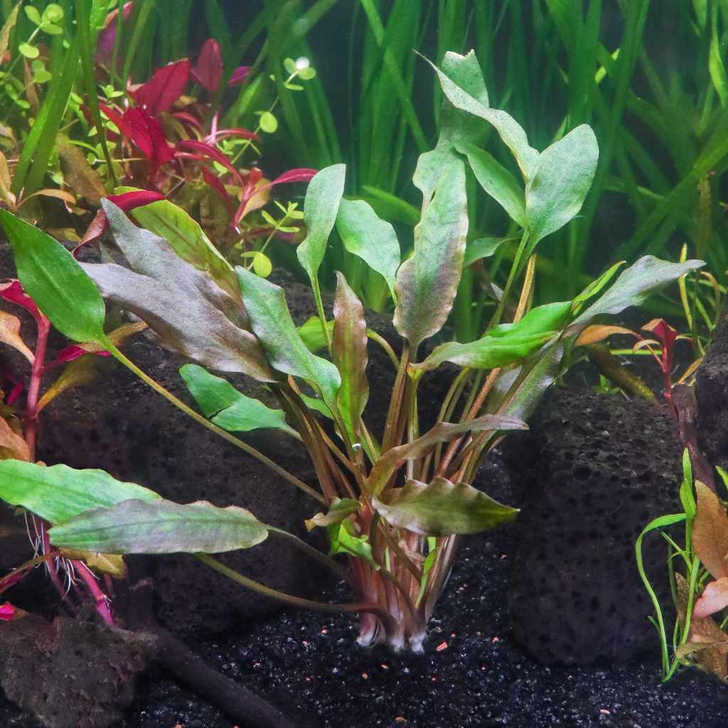 Cryptocoryne Lutea - Image 2