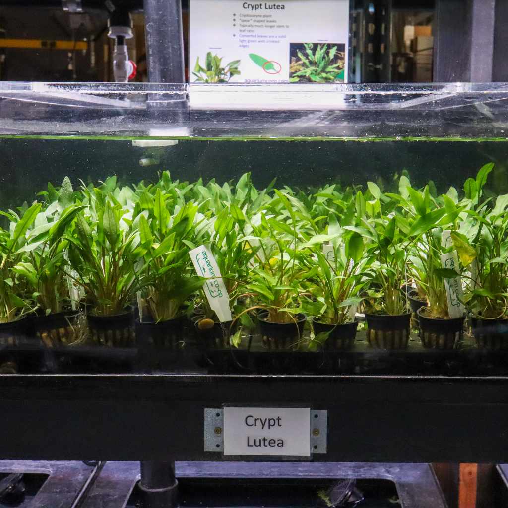 Cryptocoryne Lutea - Image 3