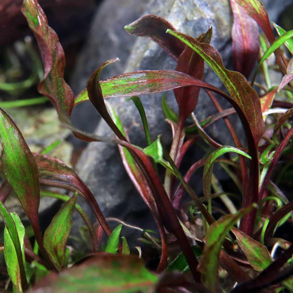 Cryptocoryne Nurii Tissue Culture - Image 5