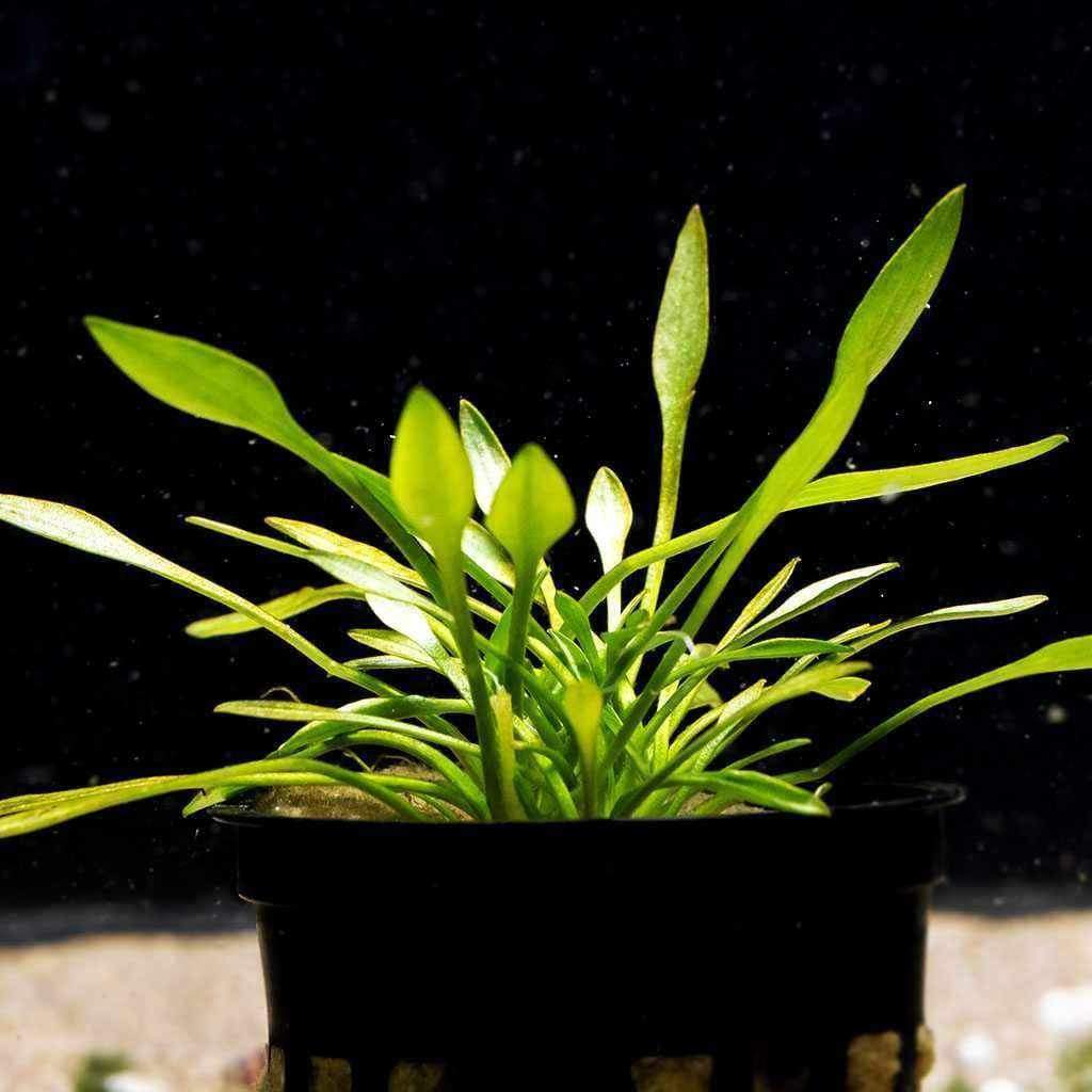 Cryptocoryne Parva - Image 2