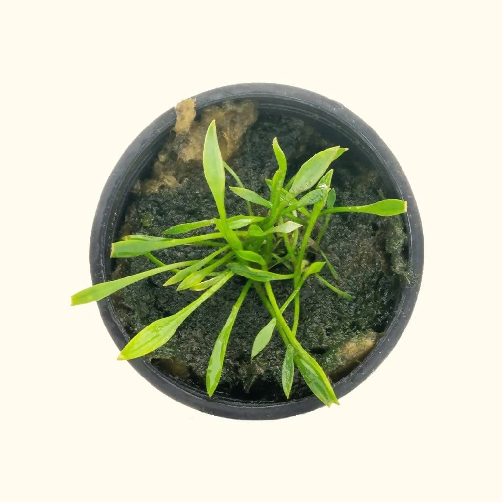 Cryptocoryne Parva - Image 3