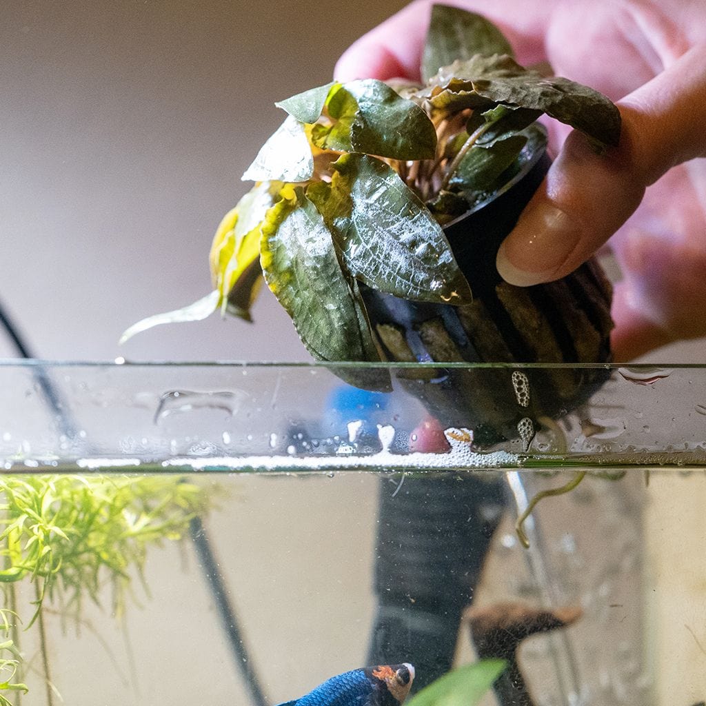 Cryptocoryne Tropica - Image 5