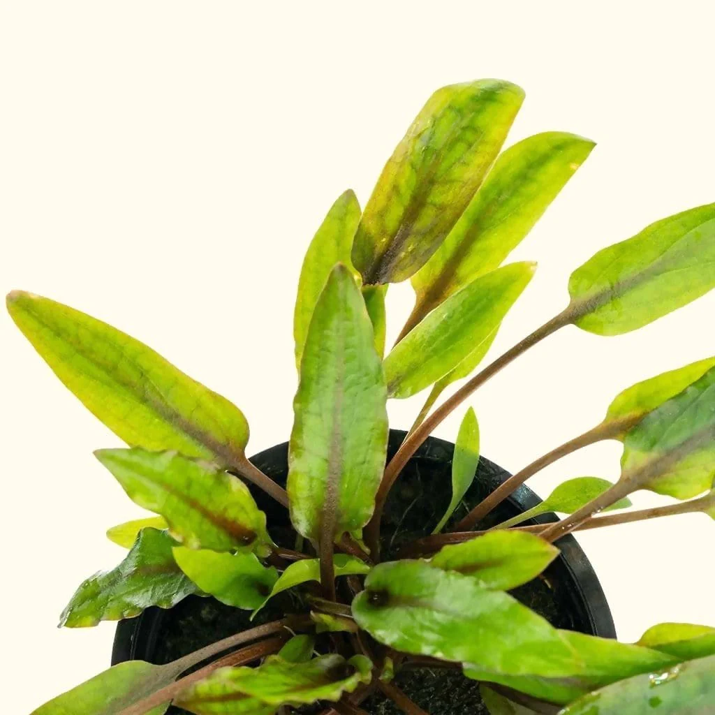 Cryptocoryne Wendtii Green - Image 5