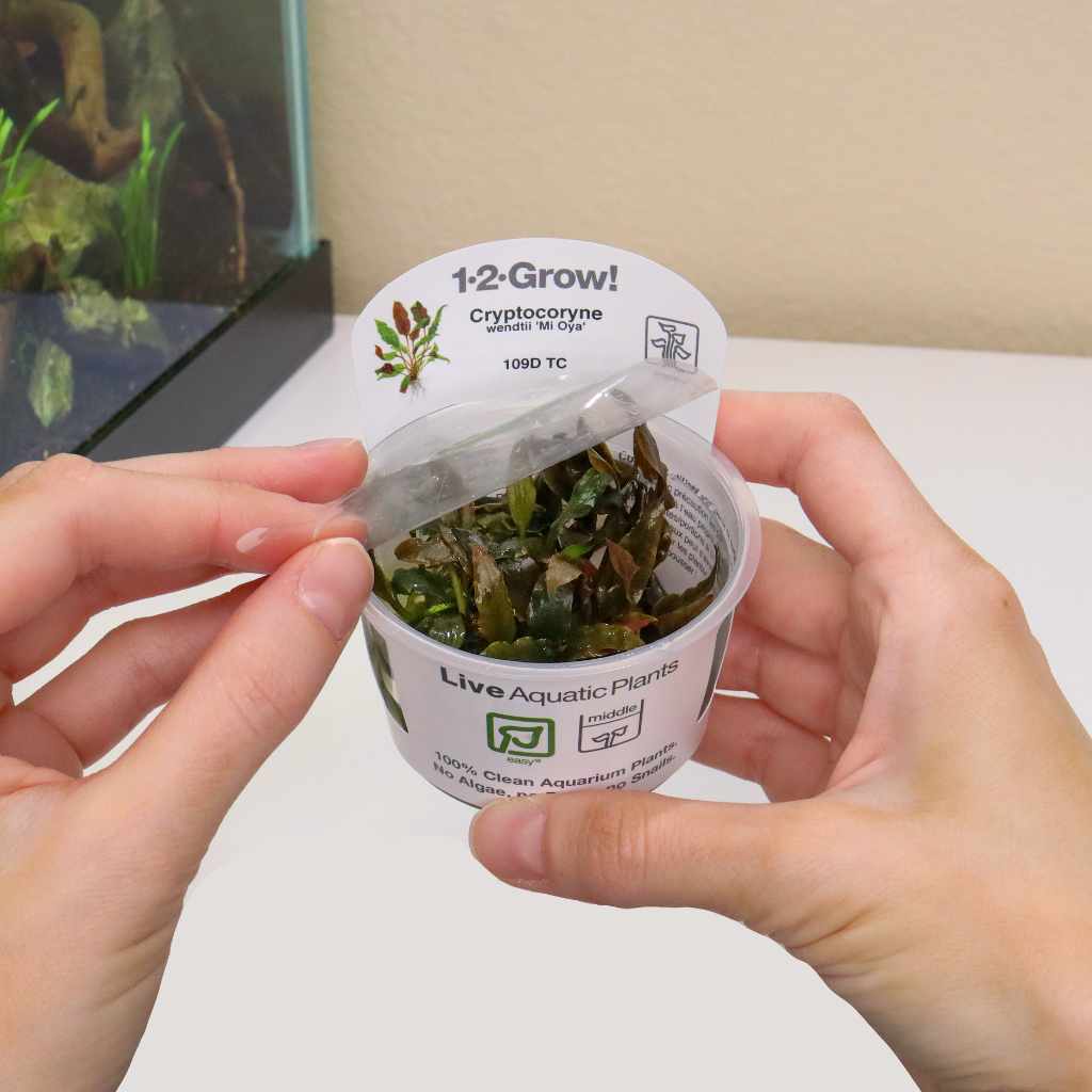 Cryptocoryne Wendtii 'Mi Oya' Tissue Culture - Image 3