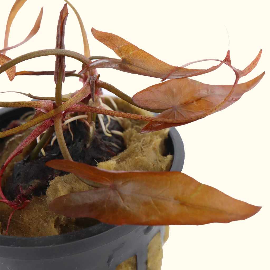 Red Dwarf Aquarium Lily Bulb - Image 3