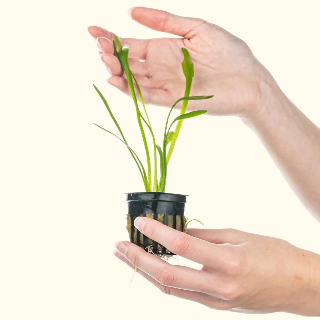Dwarf Sagittaria - Image 5