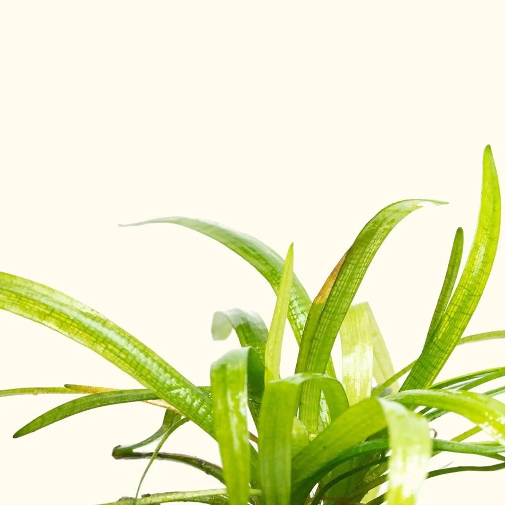 Dwarf Sagittaria - Image 6