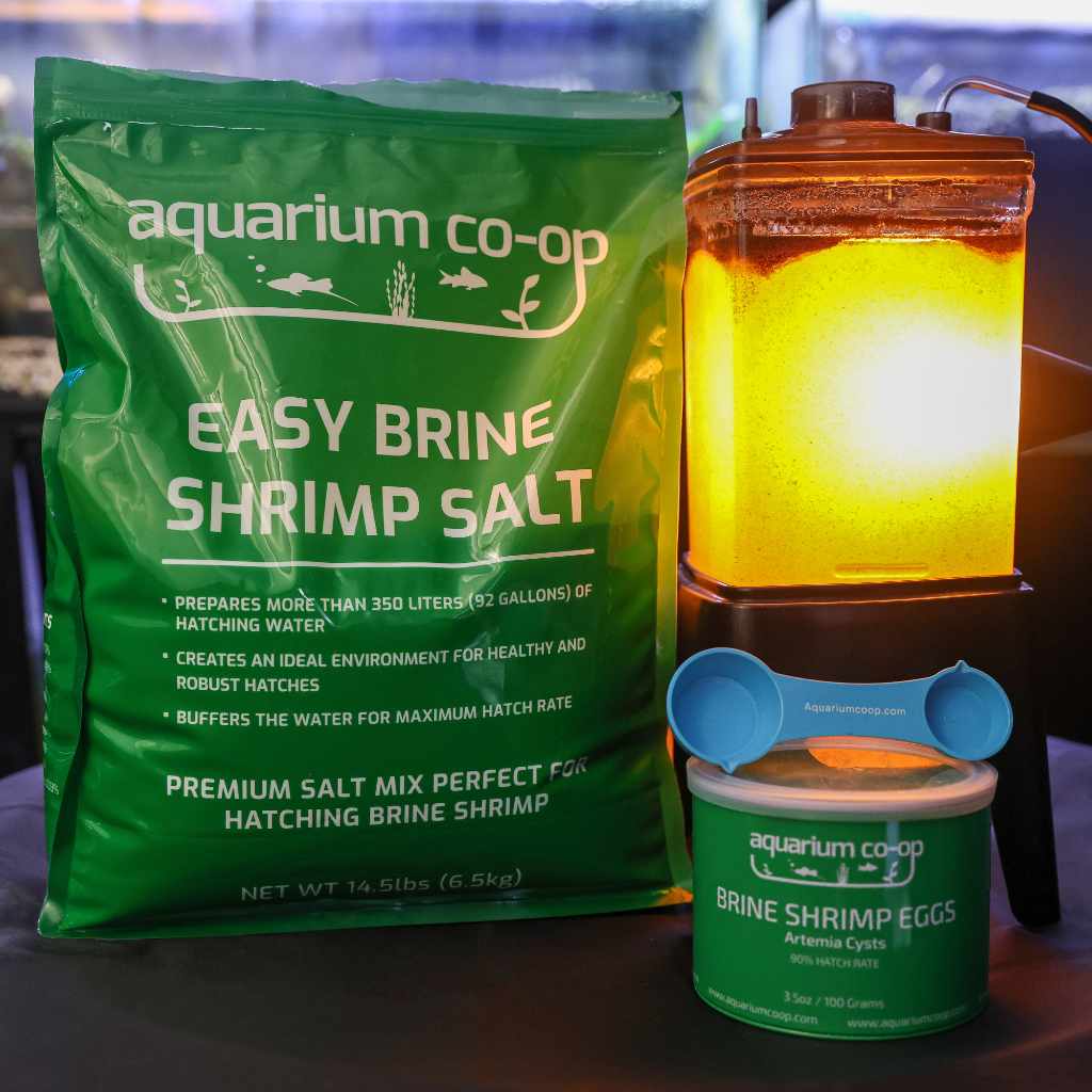 Easy Brine Shrimp Salt - Image 8