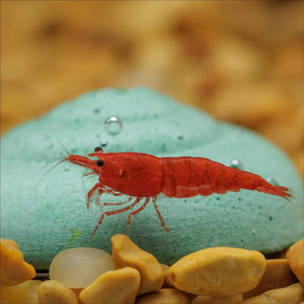 Easy Shrimp and Snail Shells - Image 4
