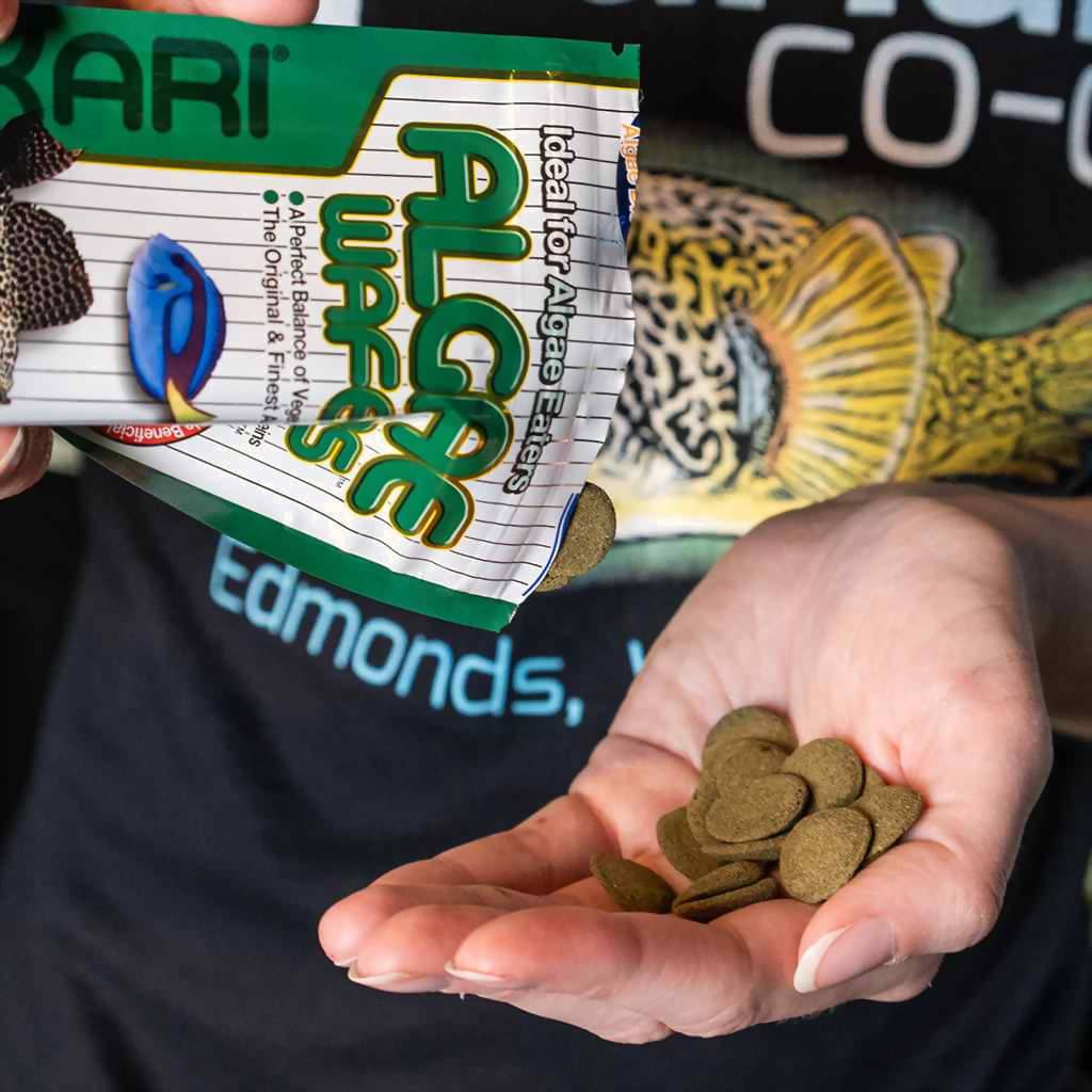 Hikari Algae Wafers - Image 3