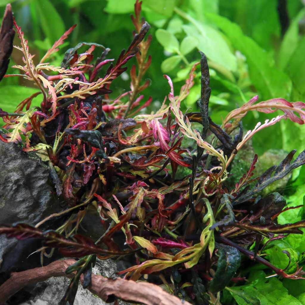 Hygrophila Pinnatifida Tissue Culture - Image 4
