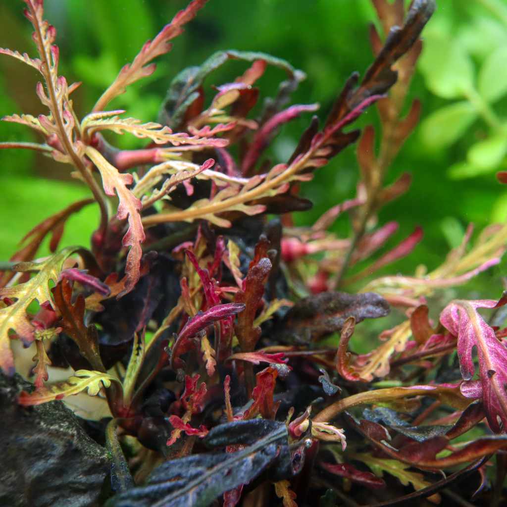 Hygrophila Pinnatifida Tissue Culture - Image 5