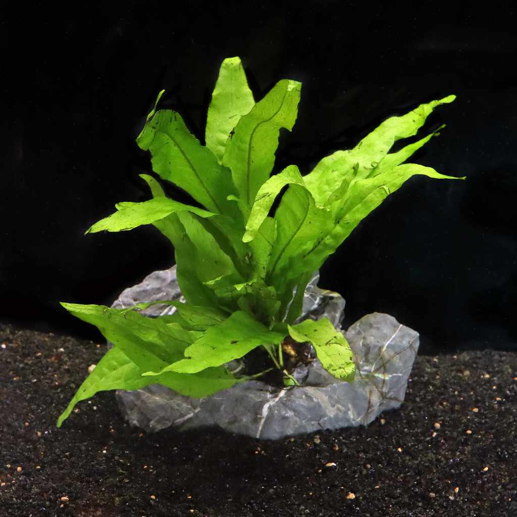 Java Fern - Image 2