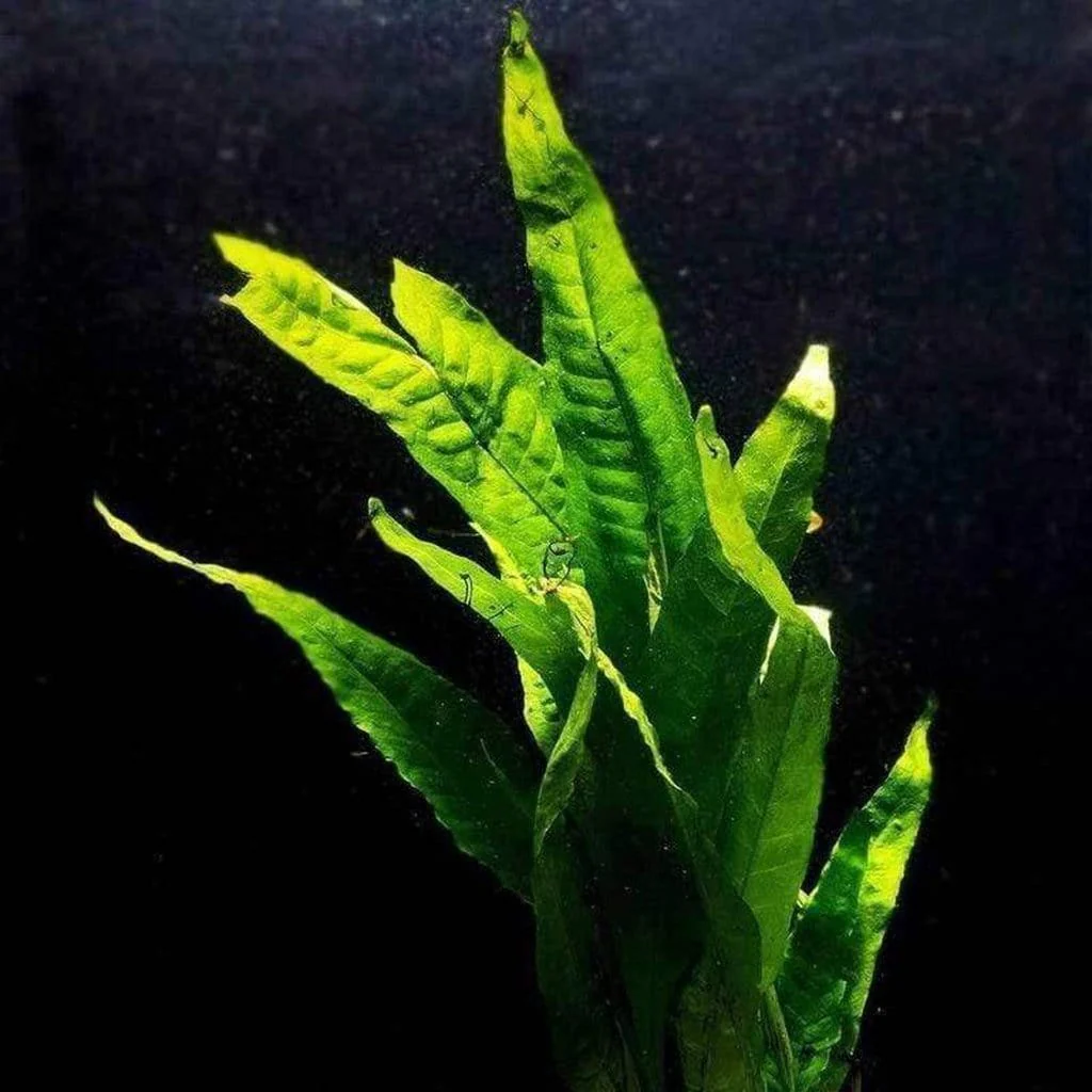 Java Fern - Image 3