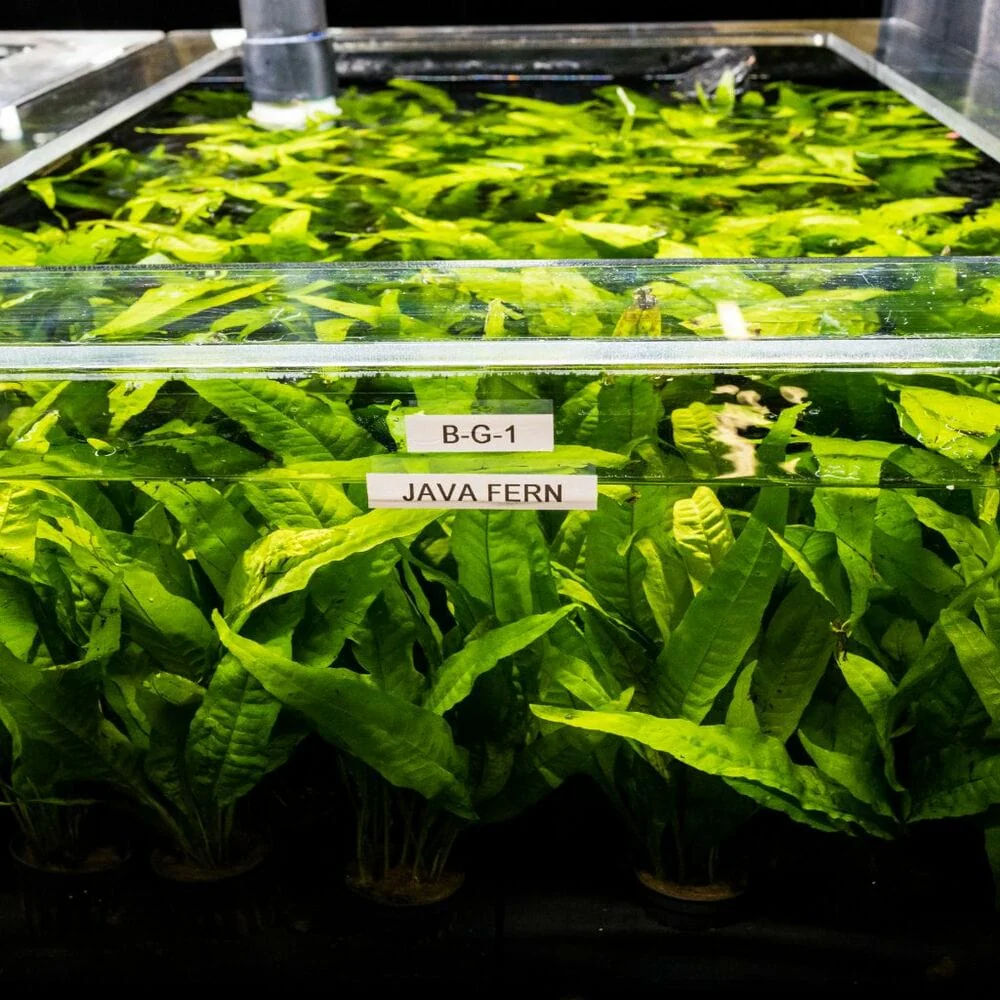 Java Fern - Image 4