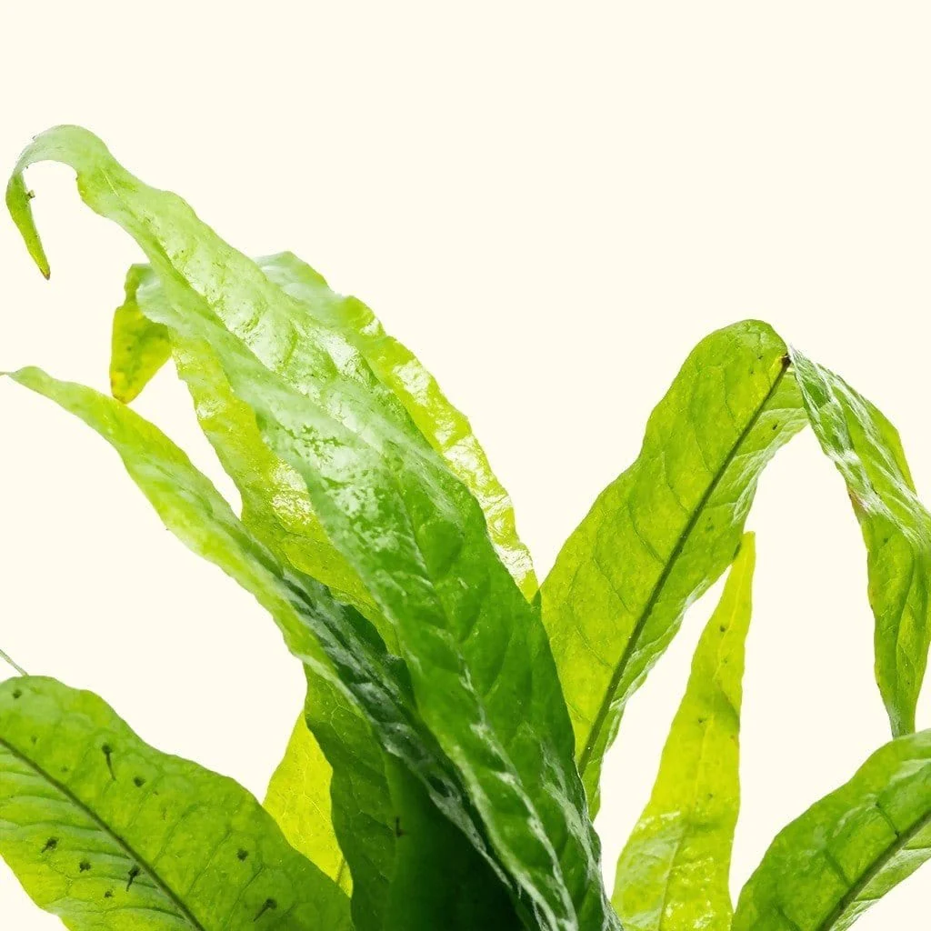 Java Fern - Image 5