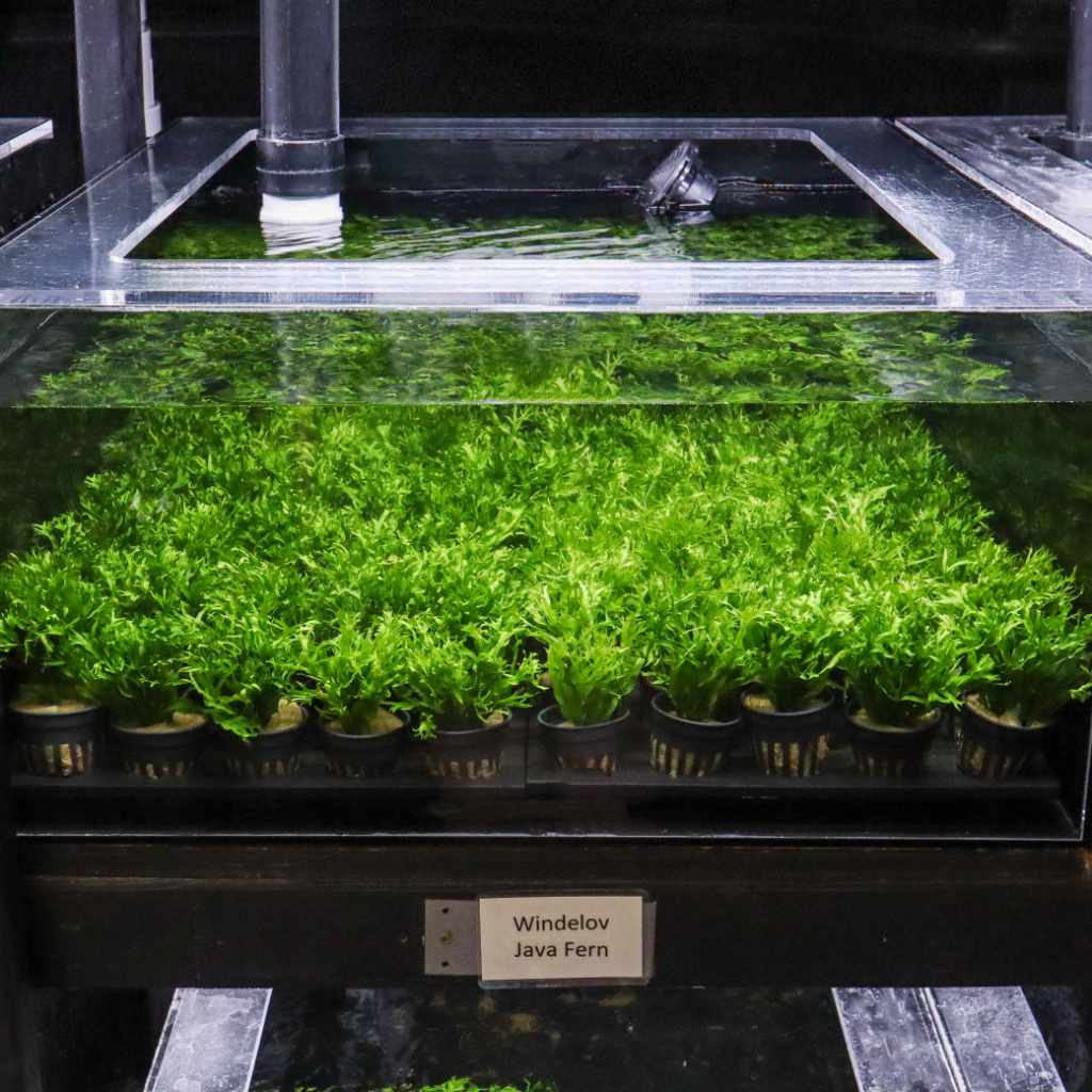 "Windelov" Java Fern - Image 4