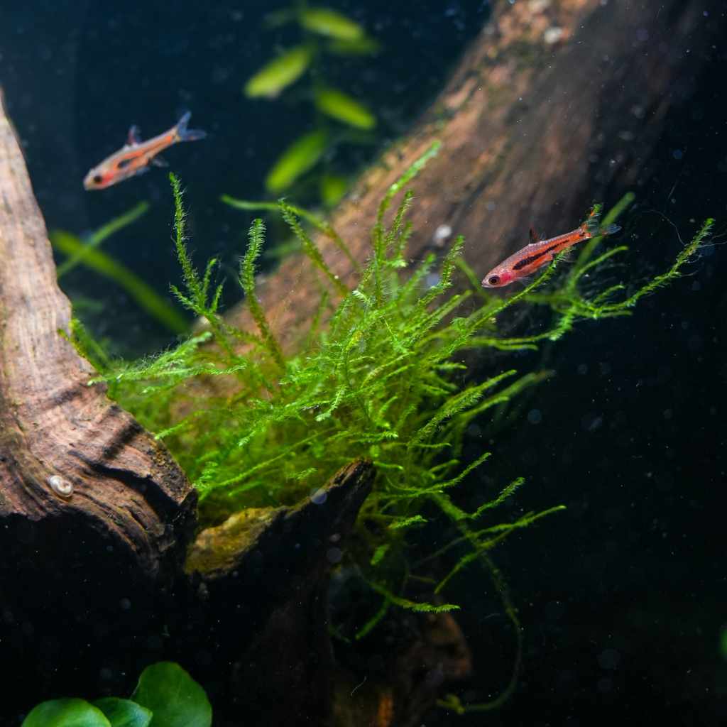 Java Moss Mat - Image 2