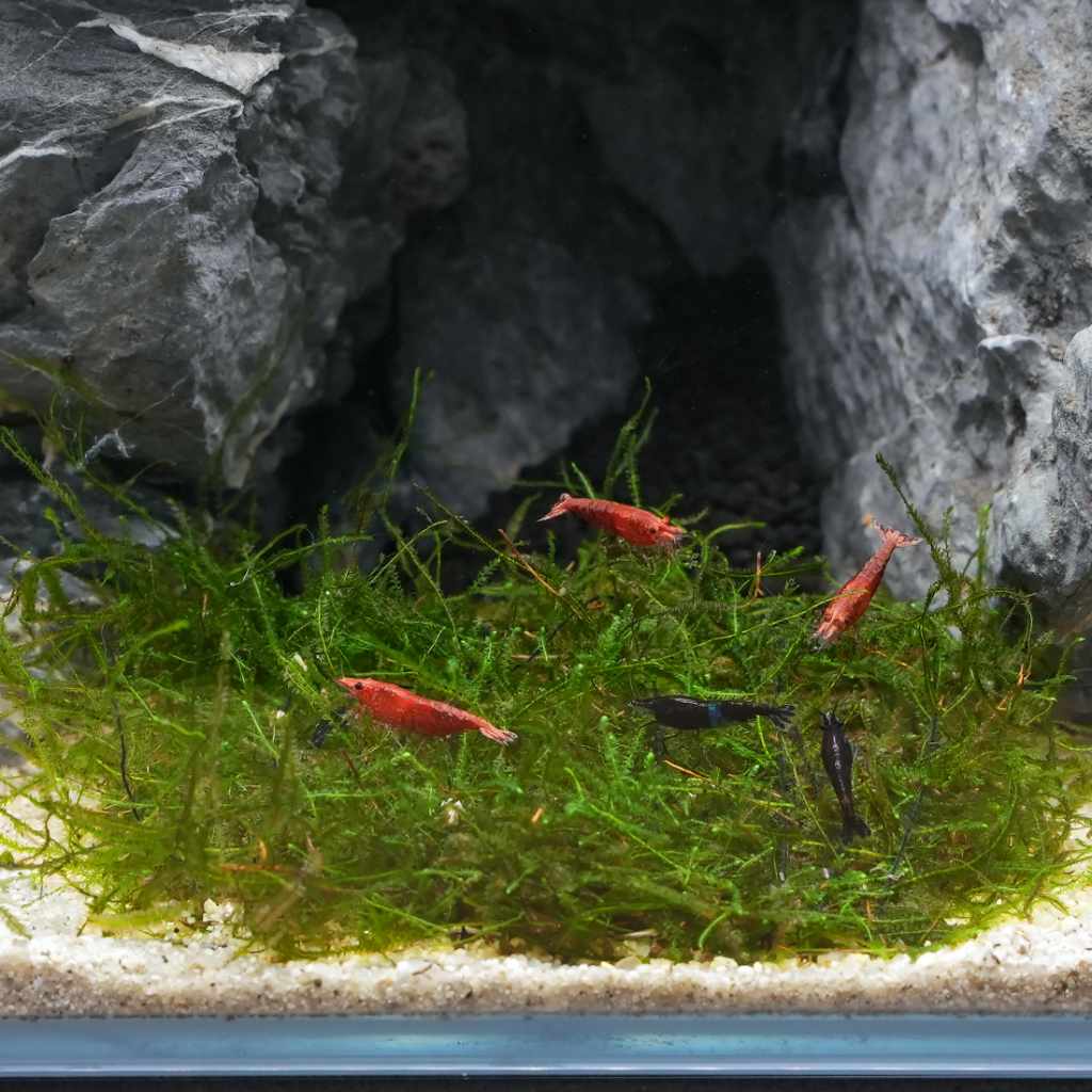 Java Moss Mat - Image 3