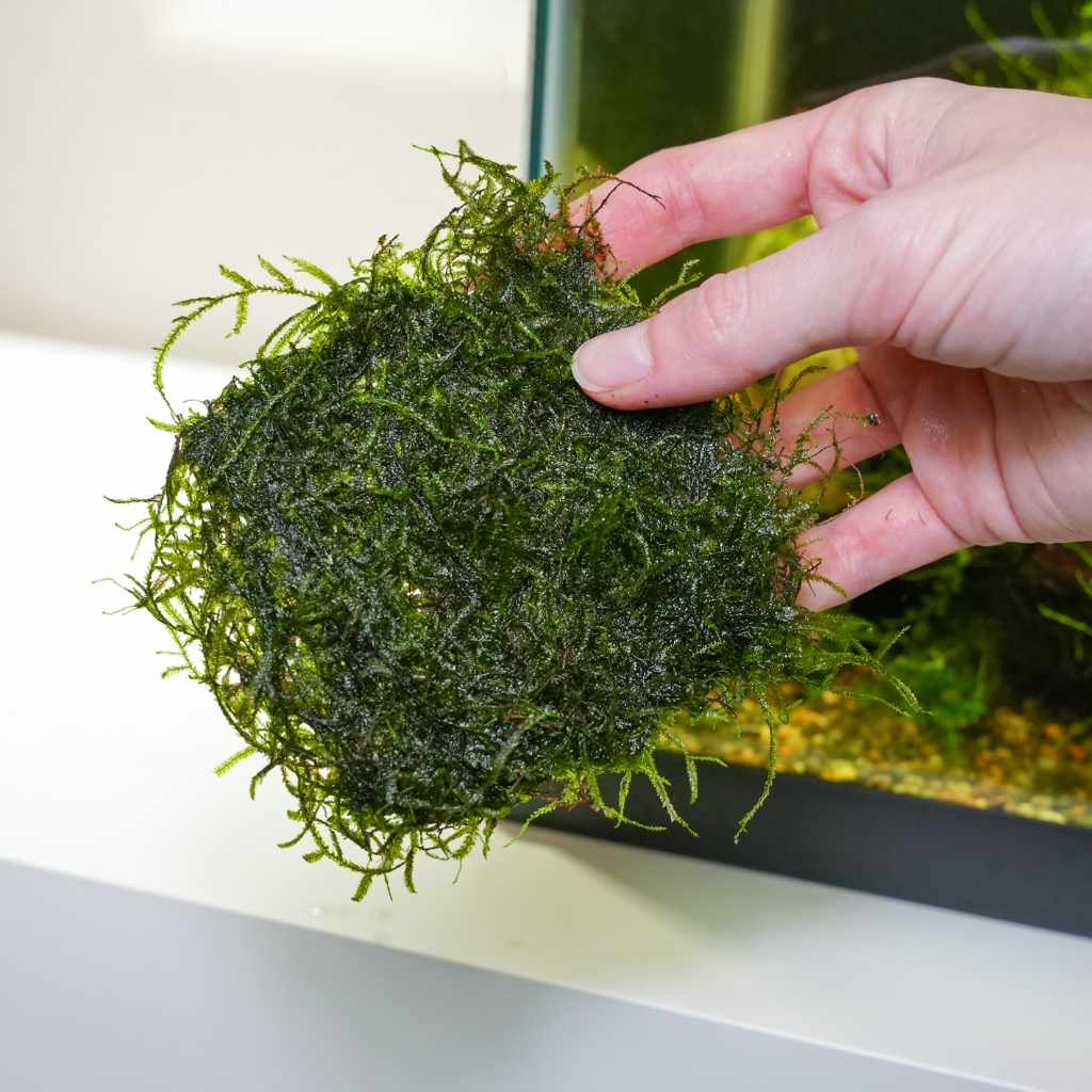 Java Moss Mat - Image 4
