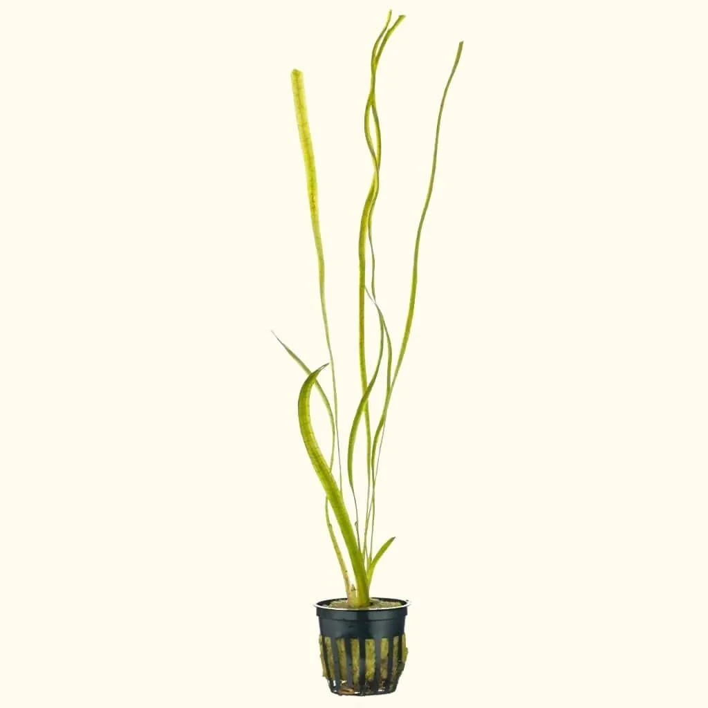 Jungle Vallisneria