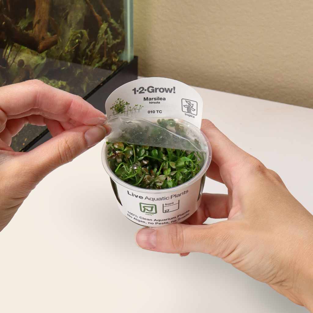 Marsilea Hirsuta Tissue Culture - Image 4