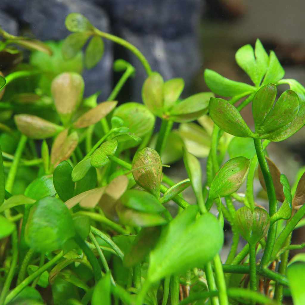Marsilea Hirsuta Tissue Culture - Image 5