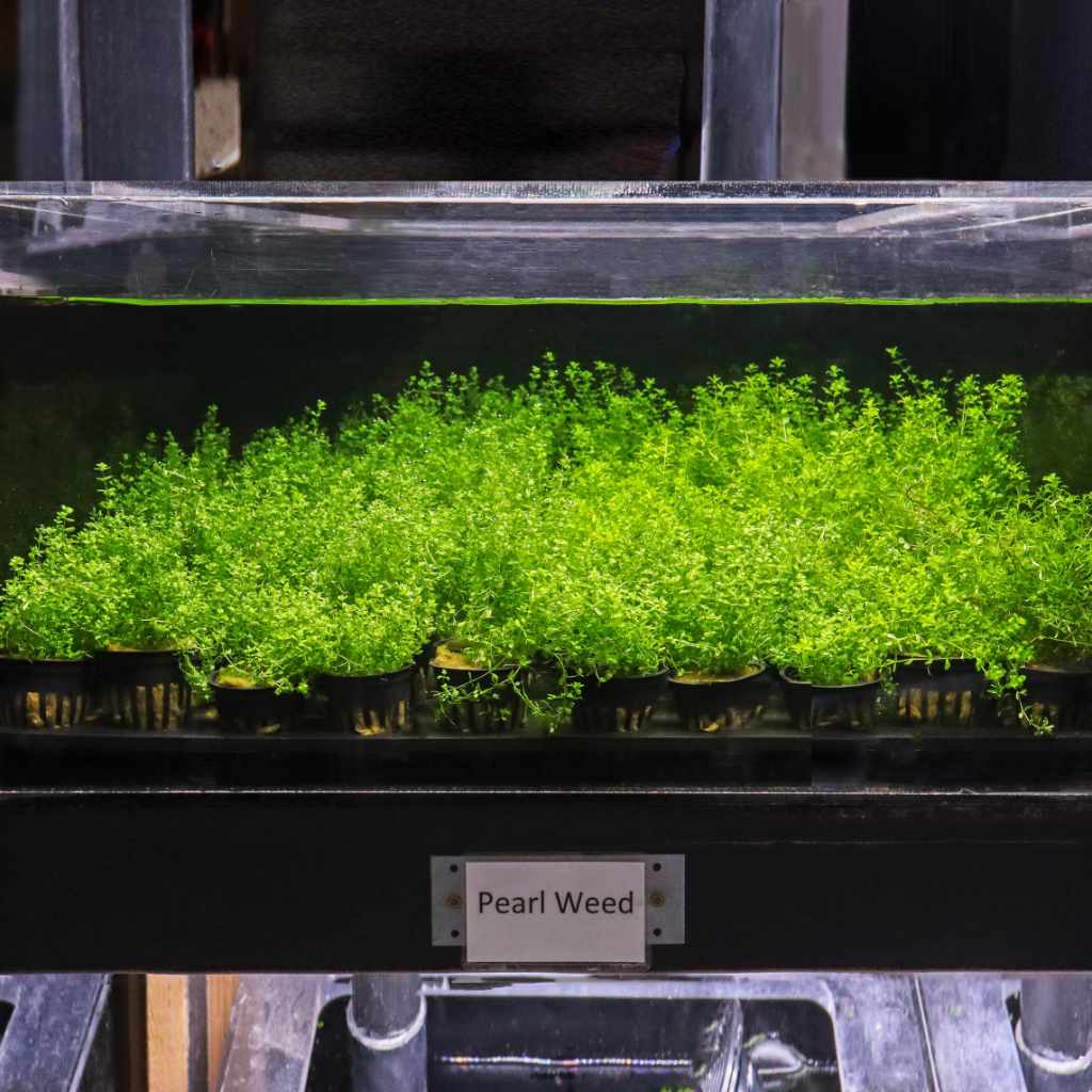 Pearl Weed - Image 3