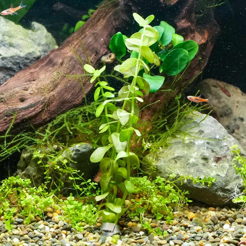 Aquarium Plant Weights - Image 3