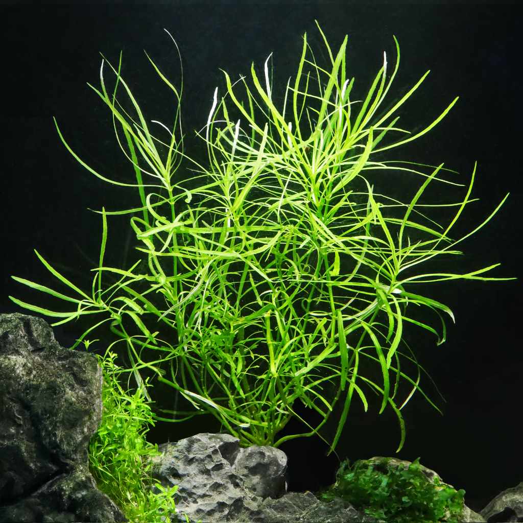 Pogostemon Stellatus 'Octopus' - Image 6