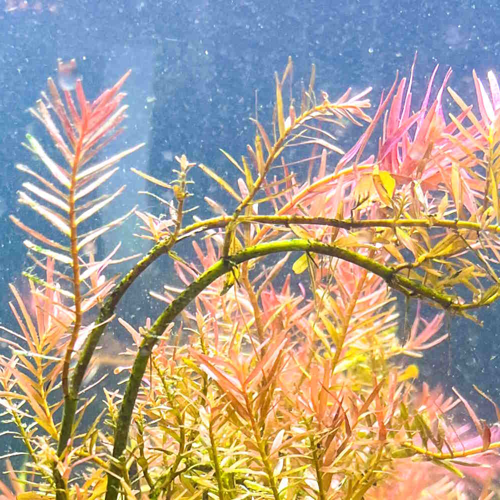 Rotala H’ra - Image 4
